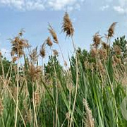 Phragmites australis GM P9 BIO