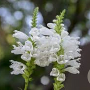 Physostegia v. 'Alba' GM P9 BIO