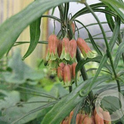 Polygonatum v. 'Himalayan Giant' GM P9 BIO