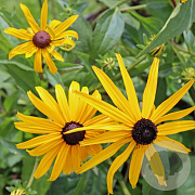 Rudbeckia f. 'City Garden' GM P9 BIO