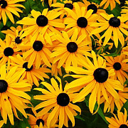 Rudbeckia f. Early Bird Gold GM P9 BIO