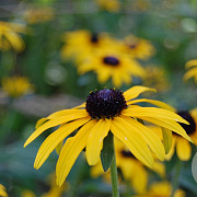 Rudbeckia fulgida speciosa GM P9 BIO