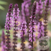 Salvia n. Carad. Pink Inspiration GM P9 BIO
