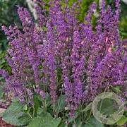 Salvia vert. 'Endless Love' GM P9 BIO