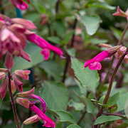 Salvia 'Wendys Wish' GM P9 BIO
