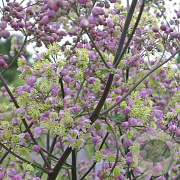 Thalictrum 'Elin' GM P9 BIO