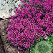 Thymus praecox 'Red Carpet' GM P9 BIO