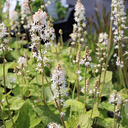 Tiarella wherryi GM P9 BIO