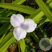 Tradescantia (A) 'Osprey' GM P9 BIO