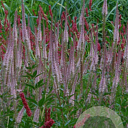 Veronicastrum virg. 'Erika' GM P9 BIO