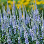 Veronicastrum virg. 'Lavendelturm' GM P9 BIO