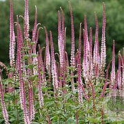 Veronicastrum virg. 'Red Arrows' GM P9 BIO