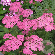 Achillea 'Pretty Belinda' GM P9 BIO