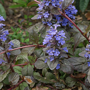 Ajuga reptans 'Atropurpurea' GM P9 BIO