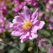 Anemone hyb. 'Königin Charlotte' GM P9 BIO