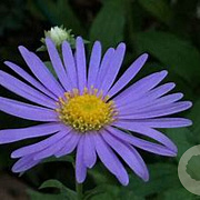 Aster frikartii 'Wunder von Stäfa' GM P9 BIO