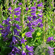 Campanula latifolia macrantha GM P9 BIO