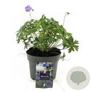 Geranium 'Johnson's Blue' GM P9 BIO