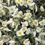 Helianthemum 'The Bride' GM P9 BIO