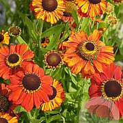 Helenium 'Red Army' GM P9 BIO