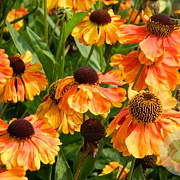 Helenium 'Sahin's Early Flowerer' GM P9 BIO