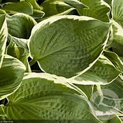 Hosta 'Francee' GM P9 BIO