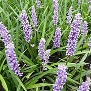 Liriope muscari 'Moneymaker' GM P9 BIO