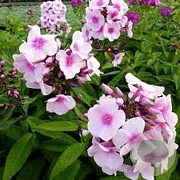 Phlox (P) 'Bright Eyes' GM P9 BIO