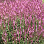 Salvia nem. 'Amethyst' GM P9 BIO