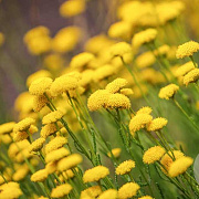 Santolina rosmarinifolia GM P9 BIO
