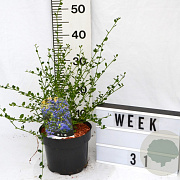 Ceanothus 'Skylark'/ Victoria 40-60 cm 3,0L