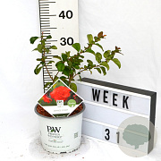 Chaenomeles spec. 'Orange Storm' 40-60 cm 3,0L