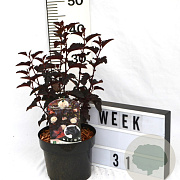 Physocarpus opulif. Panther 40-60 cm 3,0L