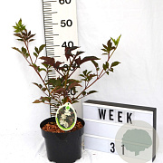 Sambucus nigra 'Guincho Purple' 40-60 cm 3,0L