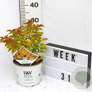 Spiraea Double Play Big Bang 40-60 cm 3,0L