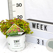 Spiraea jap. Double Play Gold 40-60 cm 3,0L
