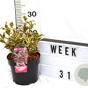 Weigela florida All Summer Monet 40-60 cm 3,0L