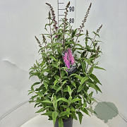 Buddleja d. 'Pink Delight' 80-100 cm 10L