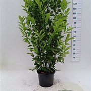 Prunus I. 'Rotundifolia' 150-175 cm 20L