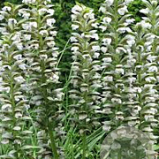 Acanthus mollis 'Rue Ledan' GM P9