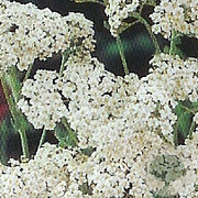 Achillea m. 'White Beauty' GM P9