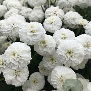 Achillea ptar. 'Peter Cottontail' GM P9