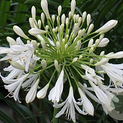 Agapanthus afr. 'Albus' GM P9