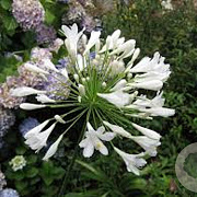 Agapanthus 'Arctic Star' GM P9