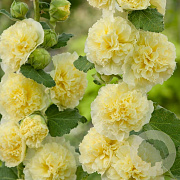 Alcea r. 'Charters Gelb' GM P9