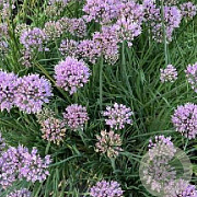 Allium senescens 'Lisa Blue' GM P9