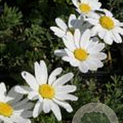 Anthemis carpatica 'Karpatenschnee' GM P9