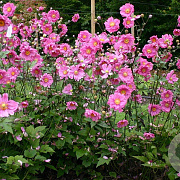 Anemone hyb. 'Margarete' GM P9