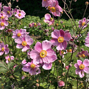 Anemone hyb. 'Rosenschale' GM P9