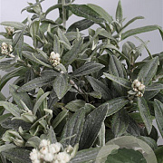 Anaphalis 'Silver Wave' GM P9